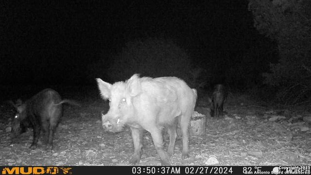 840 sd 23040, Rocksprings, TX 78880