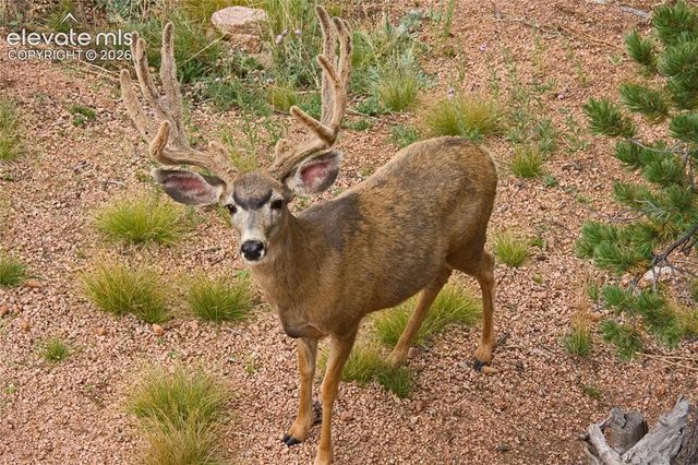 131 Paradiso Road, Divide, CO 80814