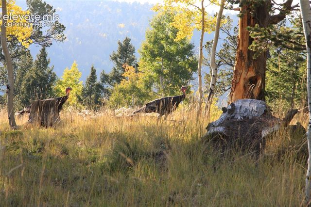 131 Paradiso Road, Divide, CO 80814