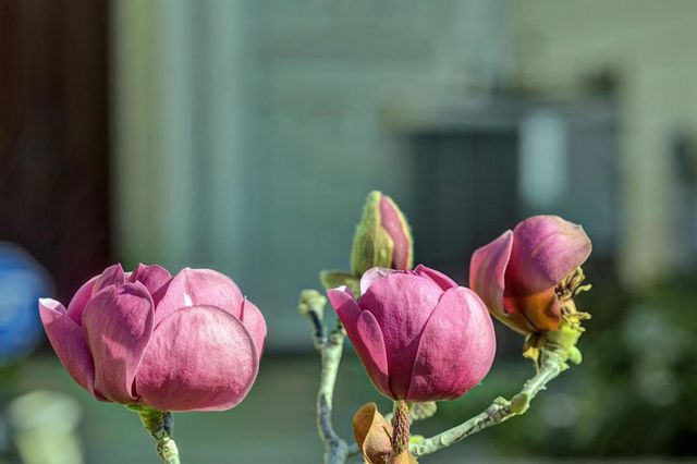 5254 Country Forge Lane, San Jose, CA 95136