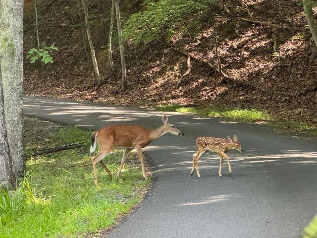 120 Dogwood Terrace, Ellijay, GA 30536