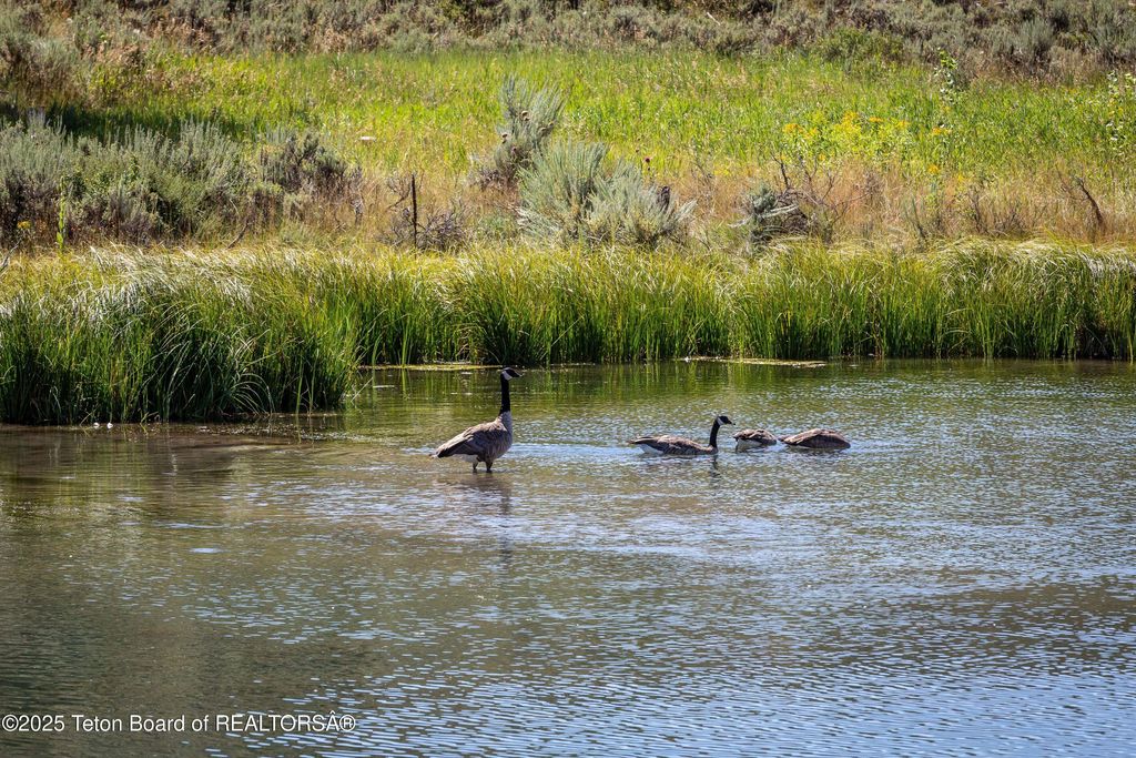 8850 DELAND Drive, Jackson, WY 83001 photo 7