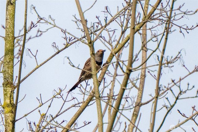 125 Ridgeview Street, Sumas, WA 98295