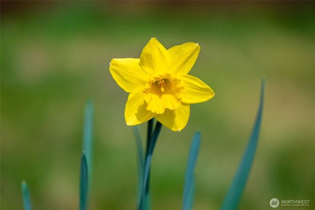 125 Ridgeview Street, Sumas, WA 98295