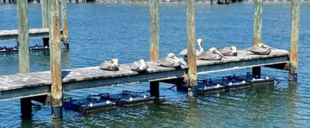 779 N GREEN CIRCLE, Venice, FL 34285