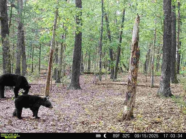 1307 Route Af, Ava, MO 65608