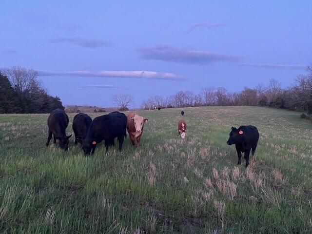 1307 Route Af, Ava, MO 65608