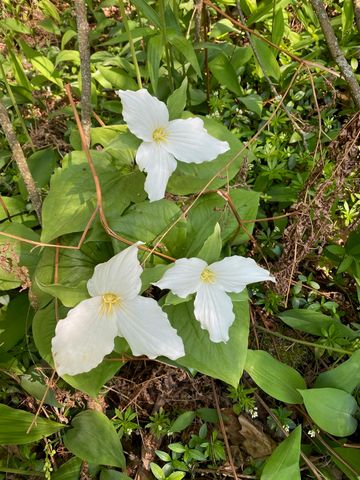 5635 N Leland Woods Drive, Leland, MI 49654