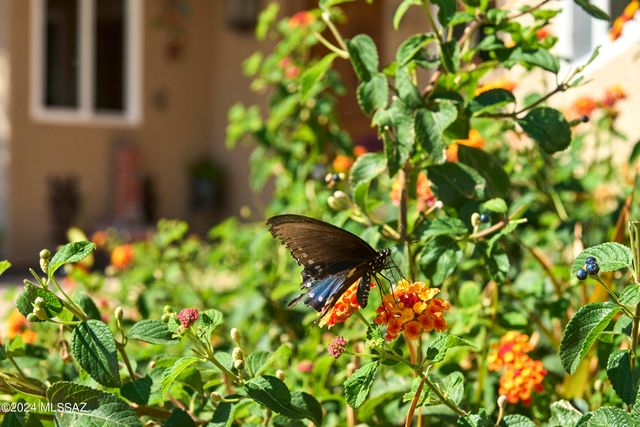 3689 S Robin Road, Portal, AZ 85632