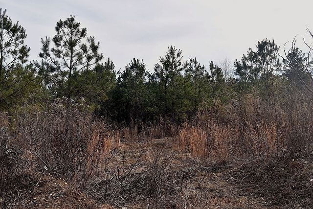 1661 Sassafras Stand Ridge Rd, Linden, TN 37096