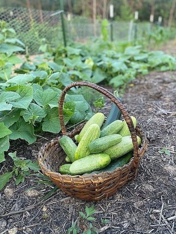 1661 Sassafras Stand Ridge Rd, Linden, TN 37096