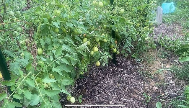 1661 Sassafras Stand Ridge Rd, Linden, TN 37096