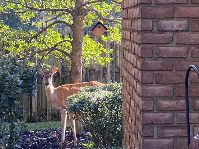 2142 LAKE PAGE DR, Collierville, TN 38017