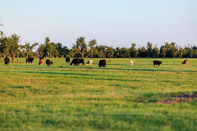 14087 Ranch Road 965 Highway, Fredericksburg, TX 78624