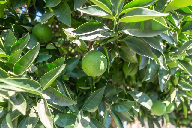 2793 Coy Dr, Yuba City, CA 95993