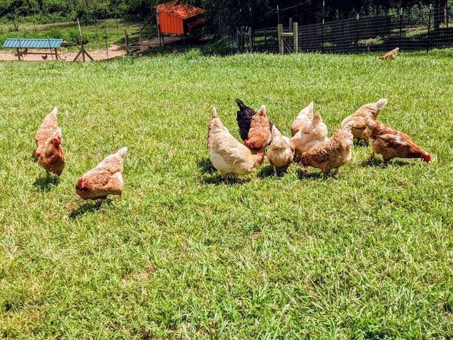 219 Zizka Dr, Sparta, TN 38583