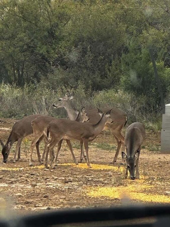 Image 6 of property listing at 17001 Mustang Creek Road, Millersview, TX 76862