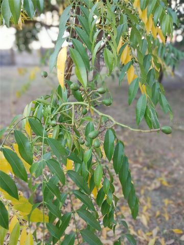 5398 OXFORD MANOR CIRCLE, Lakeland, FL 33810