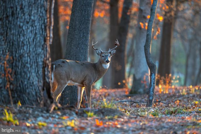 STONY POINT PASS, Keswick, VA 22947