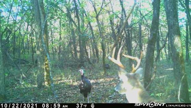 1244 Southwest 101 Road, Chilhowee, MO 64733