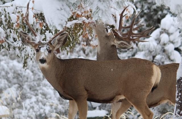 620 Cumberland Road, Larkspur, CO 80118