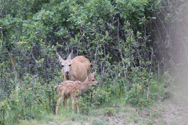 620 Cumberland Road, Larkspur, CO 80118