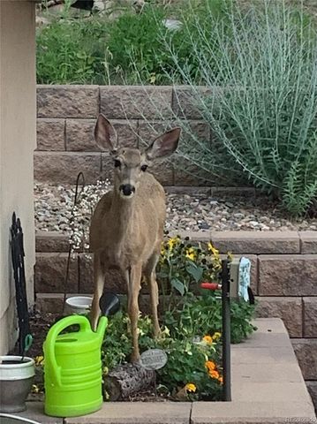 620 Cumberland Road, Larkspur, CO 80118