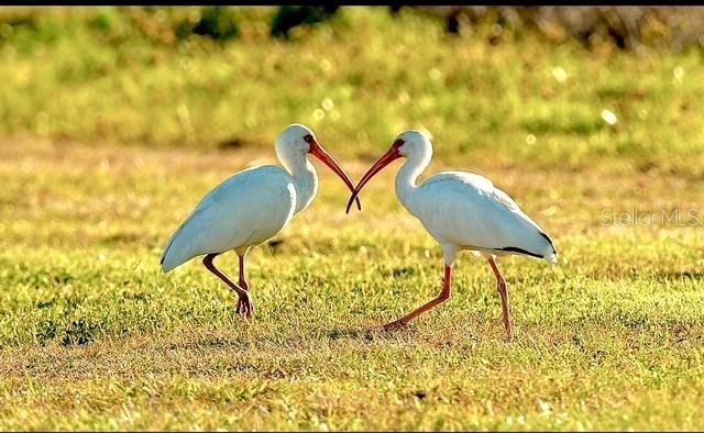 35005 CLAY GULLY ROAD, Myakka City, FL 34251