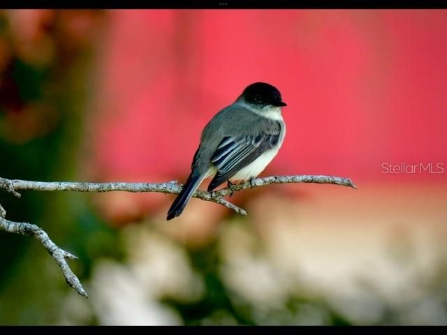 35005 CLAY GULLY ROAD, Myakka City, FL 34251