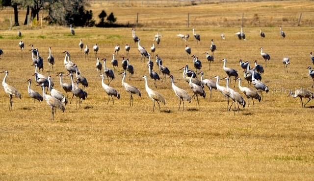 35005 CLAY GULLY ROAD, Myakka City, FL 34251