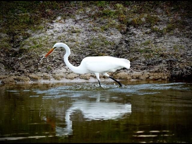 35005 CLAY GULLY ROAD, Myakka City, FL 34251