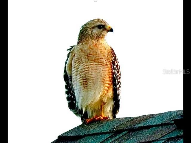 35005 CLAY GULLY ROAD, Myakka City, FL 34251