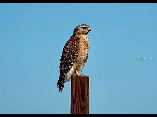 35005 CLAY GULLY ROAD, Myakka City, FL 34251