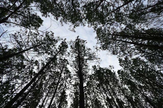 3105 Waynesboro Hwy, Hohenwald, TN 38462