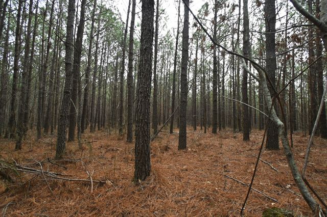 3105 Waynesboro Hwy, Hohenwald, TN 38462