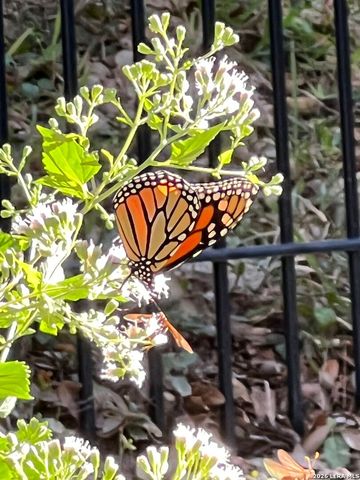 515 Stonewood, San Antonio, TX 78216