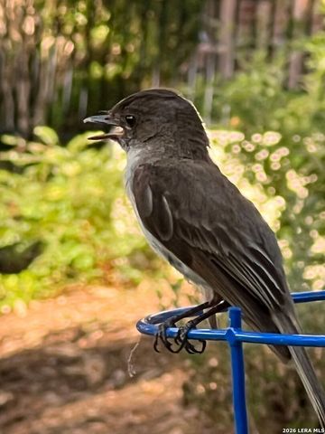 515 Stonewood, San Antonio, TX 78216