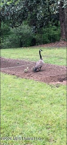 9120 Old Highway 61, Walls, MS 38680