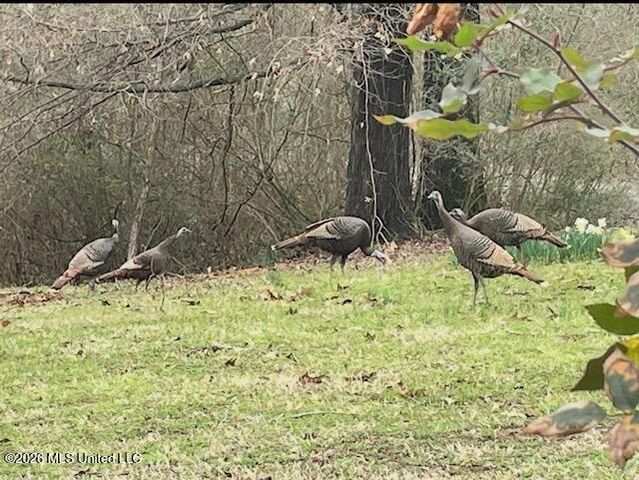 9120 Old Highway 61, Walls, MS 38680