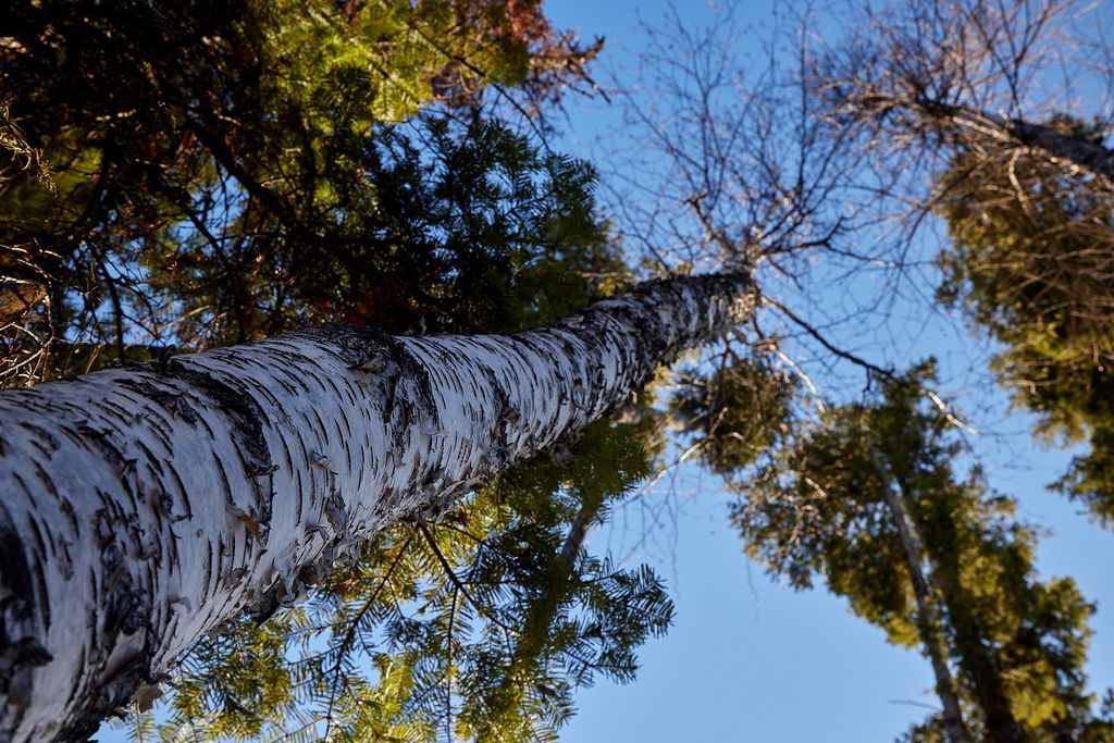 NHN Swan Lake Overlook, Bigfork, MT 59911 photo 17