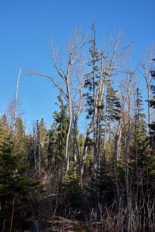 NHN Swan Lake Overlook, Bigfork, MT 59911 photo 18