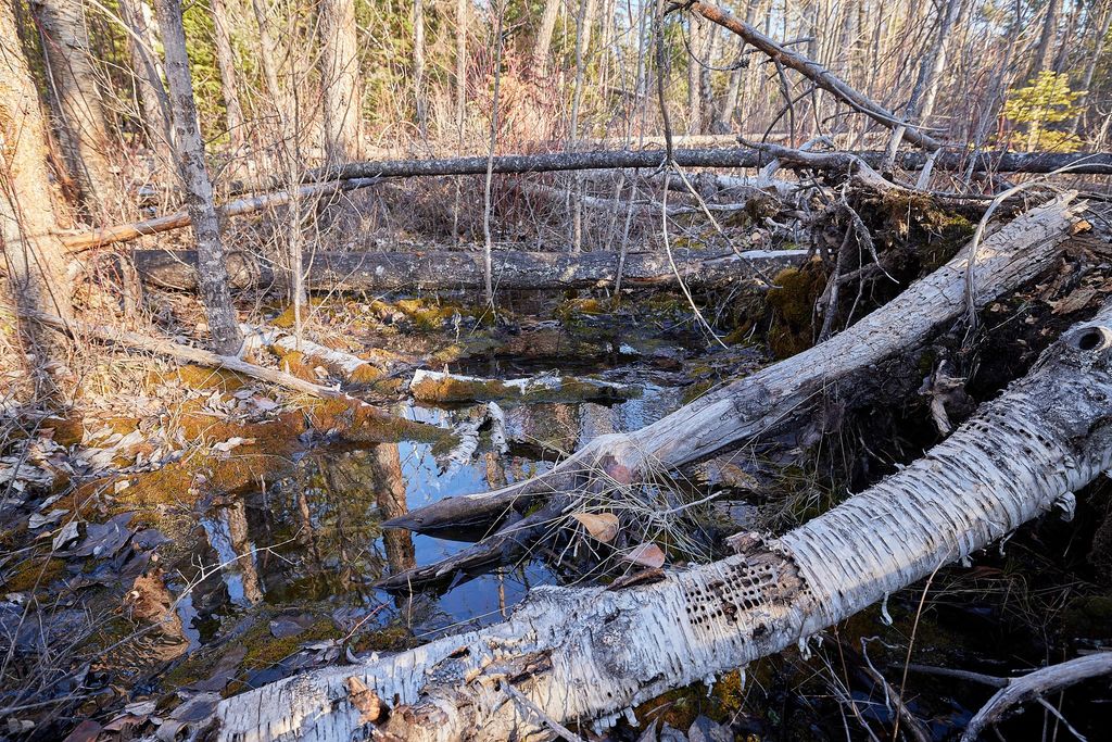 NHN Swan Lake Overlook, Bigfork, MT 59911 photo 19