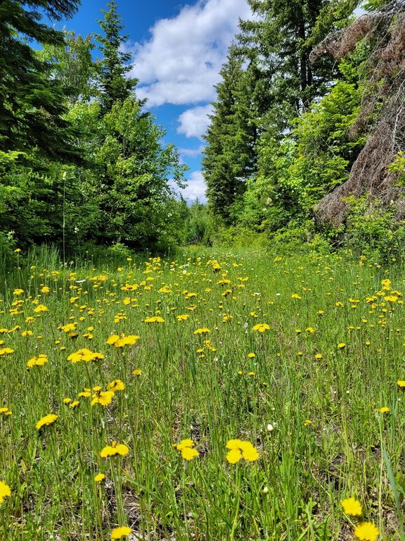 NHN Swan Lake Overlook, Bigfork, MT 59911 photo 22