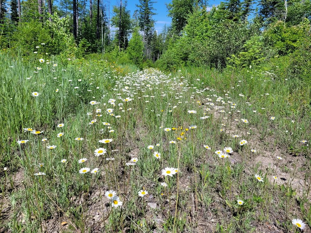 NHN Swan Lake Overlook, Bigfork, MT 59911 photo 23
