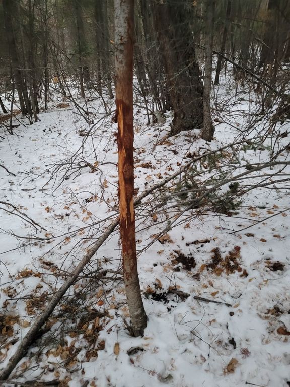 NHN Swan Lake Overlook, Bigfork, MT 59911 photo 28