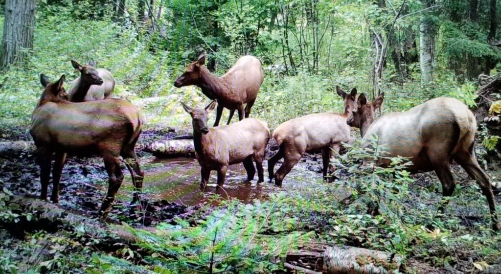 NHN Swan Lake Overlook, Bigfork, MT 59911 photo 37