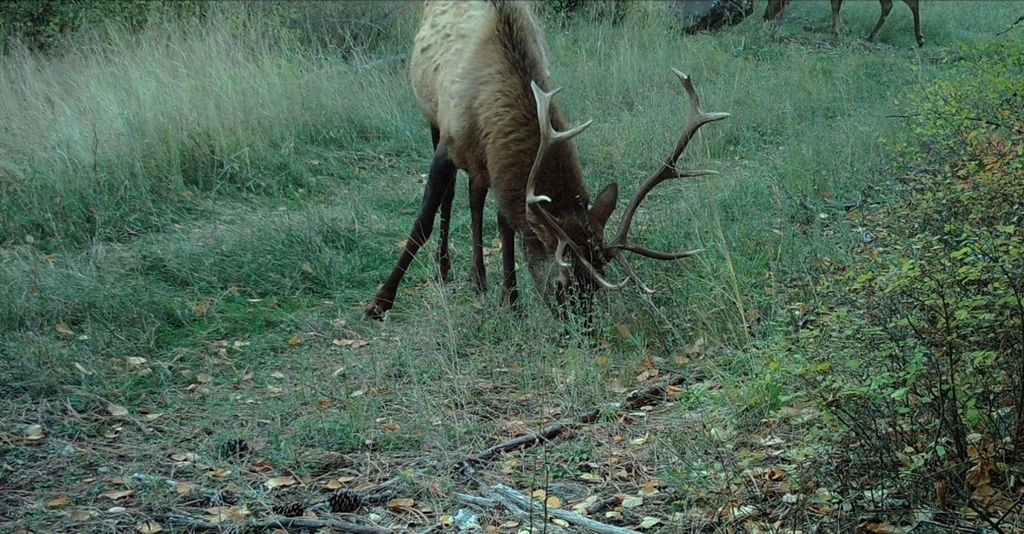 NHN Swan Lake Overlook, Bigfork, MT 59911 photo 38