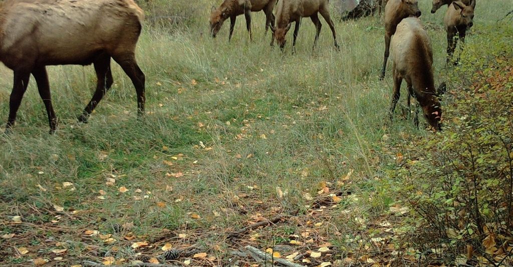 NHN Swan Lake Overlook, Bigfork, MT 59911 photo 39
