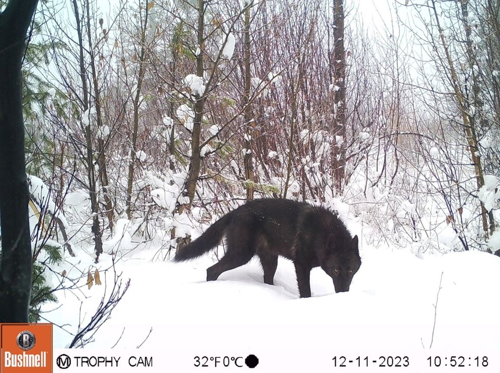 NHN Swan Lake Overlook, Bigfork, MT 59911 photo 41