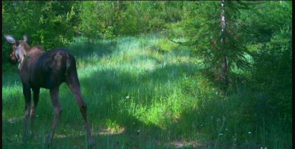 NHN Swan Lake Overlook, Bigfork, MT 59911 photo 43